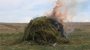 Фотография к новости: Шығыста 2,5 тоннадан астам жабайы қарасора жойылды