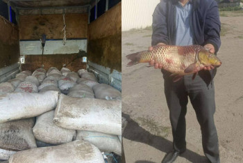 Фотография к новости: Заңсыз ауланған  2,5 тонна шаян мен 515 келі балық тәркіленді