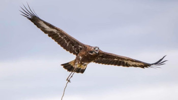 Фотография к новости: Астанада құсбегіліктен халықаралық турнир өтеді