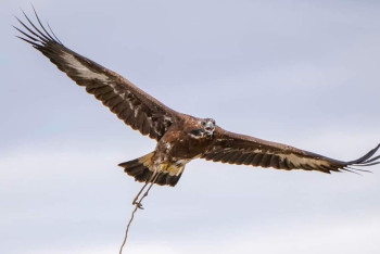 Фотография к новости: Астанада құсбегіліктен халықаралық турнир өтеді