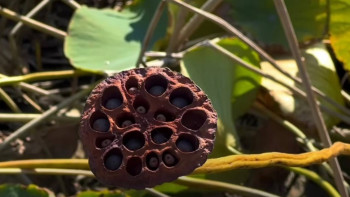 Фотография к новости: Алматыда Қызыл кітапқа енген лотостар қурап қалған