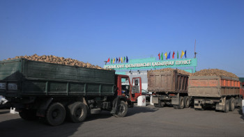 Фотография к новости: Көксу зауыты өнім қабылдауды бастады