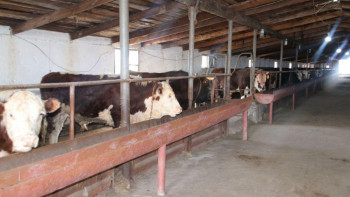 Фотография к новости: Қарағандыда бруцеллездің үш ошағы анықталды