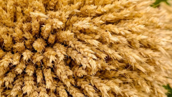 Фотография к новости: Қарағанды обылысында киіктер 38 мың гектар егіс алқабын таптап, жарамсыз еткен