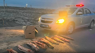 Атырау облысының полицейлері 80 келі бекіре тұқымдас балық тәркіледі