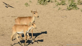 Фотография к новости: Ақтөбе облысында киіктер егін алқаптарын таптап жатыр