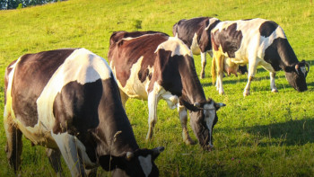 Фотография к новости: Жыл басынан бері елімізде ауыл шаруашылығы жануарларының саны өсіп келеді