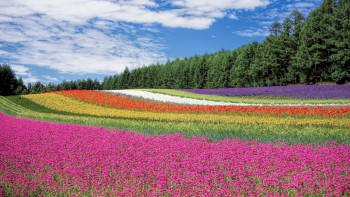 Фотография к новости: Колумбияда халықаралық гүлдер көрмесі өтті