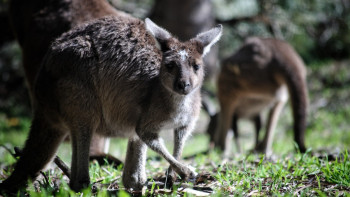 Фотография к новости: Қарағандының зообағы экзотикалық сүтқоректілермен толықты.