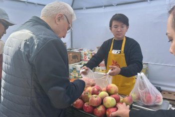Фотография к новости: Алматыда қала күні қарсаңында 127 тонна алма ұсынылды