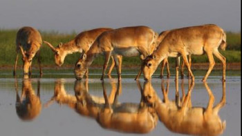 Фотография к новости: Елде жыл соңына дейін ақбөкендер саны 2,6 млн-ға жетуі мүмкін