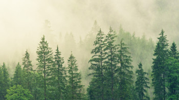 Фотография к новости: Орман шаруашылығы қызметкерлерінің жалақысы өседі