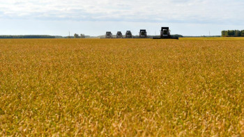 Фотография к новости: СҚО-дағы егін науқаны.  317 астық кептіргіш іске қосылды