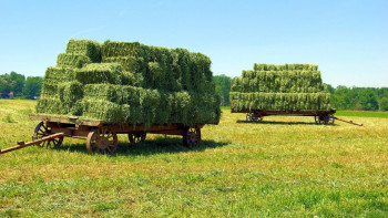 Фотография к новости: Министрлік фермерлерге: Биыл жем-шөп көп болады