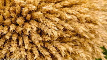 Фотография к новости: Болжам: Қазақстан биыл 16 млн тонна астық жинайды