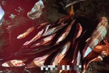 Фотография к новости: Атырау облысында 100 келі бекірені тасымалдаған жүргізуші анықталды