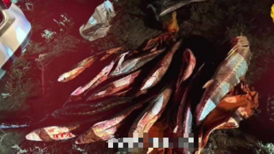 Атырау облысында 100 келі бекірені тасымалдаған жүргізуші анықталды