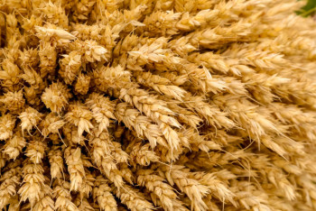 Фотография к новости: Эмоцияға түспейік. Депутат пен вице-министр Мәжілісте сөзге келіп қалды