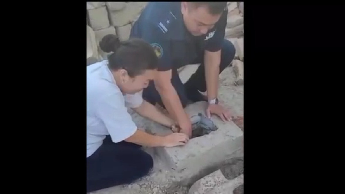  видеодан скриншот