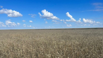 Фотография к новости: Ақтөбе облысында шаруалар егін жинай алмай отыр