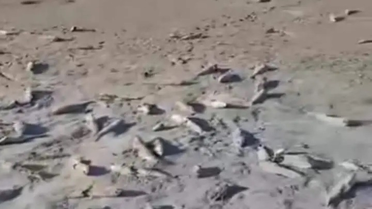  Жайық-Каспий облысаралық балық шаруашылығы бассейндік инспекциясы