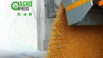 Фотография к новости: Қазақстан аумағына бидай әкелуге тыйым салынады