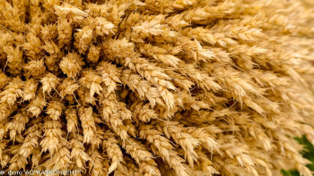 Фотография к новости: Астық импортын шектеу құс фабрикасына әсер етпейді  - АШМ