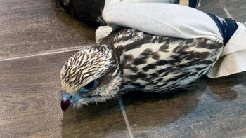 Фотография к новости: Қызыл кітапқа енген құс контрабандалық жолмен шетелге шығарылмақ болған