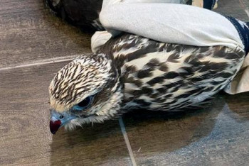 Фотография к новости: Қызыл кітапқа енген құс контрабандалық жолмен шетелге шығарылмақ болған