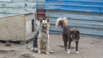 Фотография к новости: Талдықорғанда бұралқы иттер қаптап барады