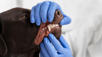 Фотография к новости: Құтырма ауруы туралы не білу маңызды