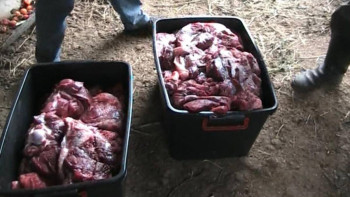 Фотография к новости: Шығыс Қазақстанда ауыл тұрғыны жабайы қабанды атып өлтірген