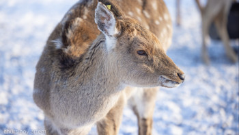 Фотография к новости: Бүгін Дүниежүзілік жануарларды қорғау күні