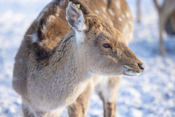 Фотография к новости: Бүгін Дүниежүзілік жануарларды қорғау күні
