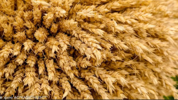 Фотография к новости: Жылыжай шаруашылықтары энергия ресурстары мен тұқымға субсидия алады