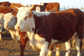 Фотография к новости: СҚО-да ветеринариялық құжаттарды қолдан жасаған 24 адам жауапқа тартылды