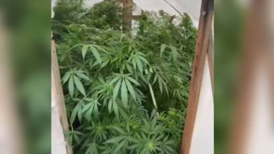 Қарағандылық қарасора өсіру үшін жылыжай салған