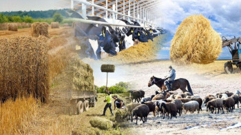 Фотография к новости: Түркістанда 4 млн тоннадан астам мал азығы дайындалды