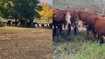 Фотография к новости: ШҚО полицейлері тұрғынға дрон арқылы жоғалған малын тауып берді