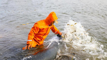 Фотография к новости: Есіл өзеніне 100 мың шабақ жіберілді
