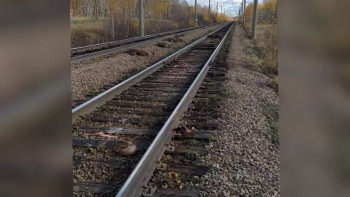 Фотография к новости: Биыл елімізде 873 үй жануары пойыз астына түсті