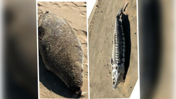 Фотография к новости: Каспий теңізінде тағы да итбалық қырылды