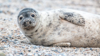 Фотография к новости: Бекіре мен итбалық неге қырылып жатыр? - министр жауап берді