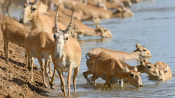 Фотография к новости: «12 млрд теңге залал». Елімізде киіктерді ату басталды