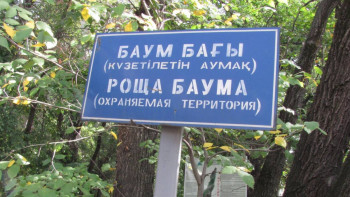 Фотография к новости: Алматылықтар Баум тоғайындағы ағаштардың жаппай кесілуіне наразы