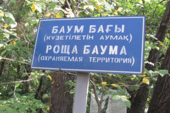 Алматылықтар Баум тоғайындағы ағаштардың жаппай кесілуіне наразы