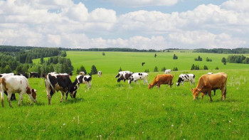 Фотография к новости: Солтүстік Қазақстан облысының прокурорлары жайылымдық жерлерді қайтарып берді