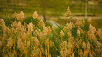 Фотография к новости: Еліміздің басым бөлігінде күн ашық болады