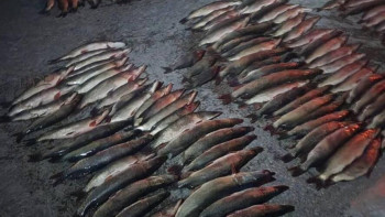 Фотография к новости: Хромтау тұрғынының көлігінен 3 қап шортан табылды