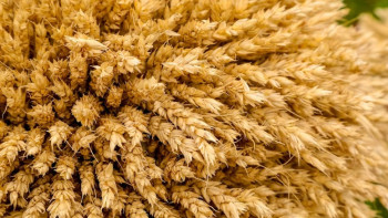 Фотография к новости: «Бағаны тұрақтандыру үшін Ресейден аламыз». Министр астық экспорты жайлы